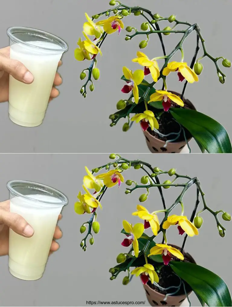 Piénsalo: ¡ayuda a las orquídeas a florecer todo el año!