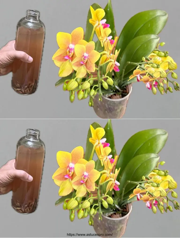 ¡Por supuesto! Aquí hay una versión pegadiza en francés: ¡Increíble! Un riego simple y orquídeas florecen todo el año!