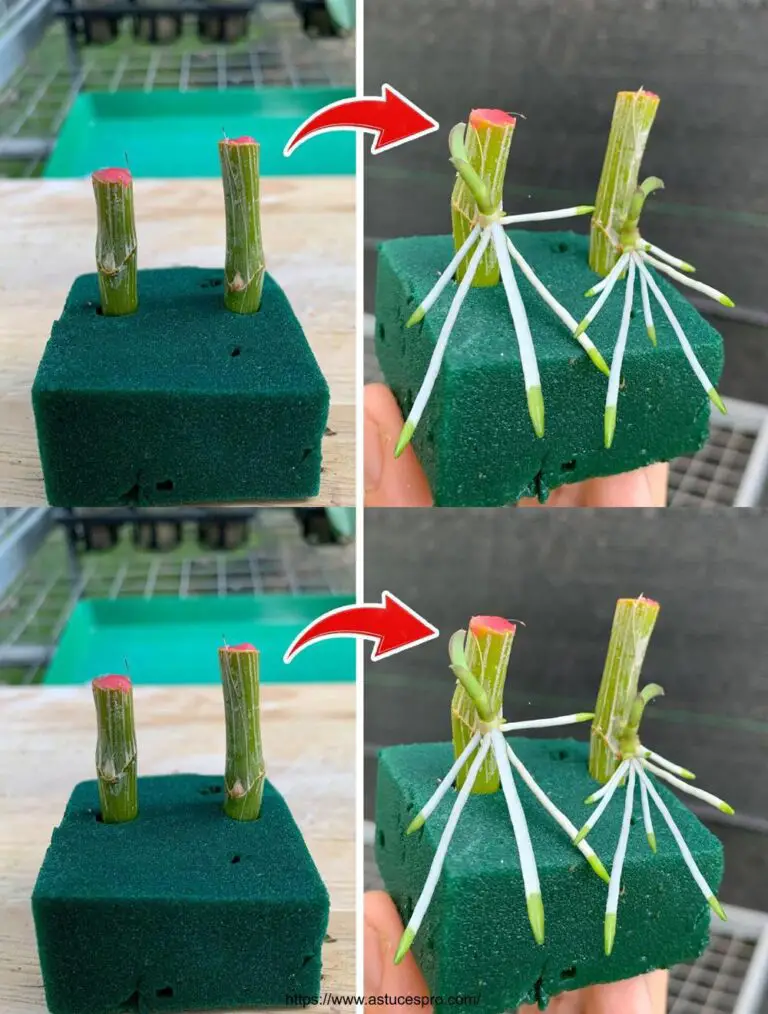 Consejos para extender rápidamente orquídeas con espuma floral verde