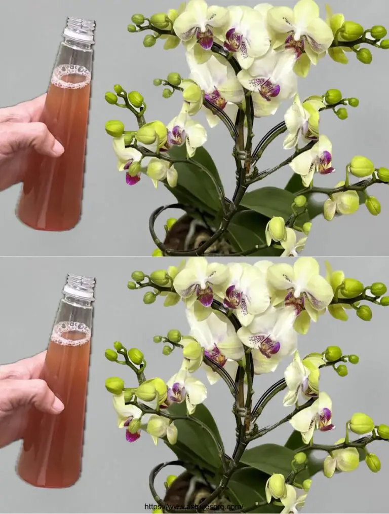 ¡Por supuesto! Aquí hay una versión pegadiza en francés: Un solo gesto, una magia vegetal: una botella de agua para hacer florecer una orquídea todo el año!