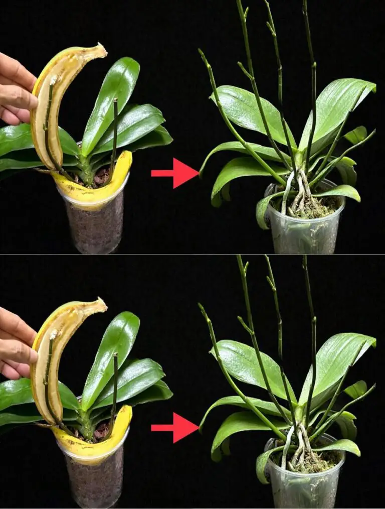 El poder mágico de la resurrección instantánea de las orquídeas