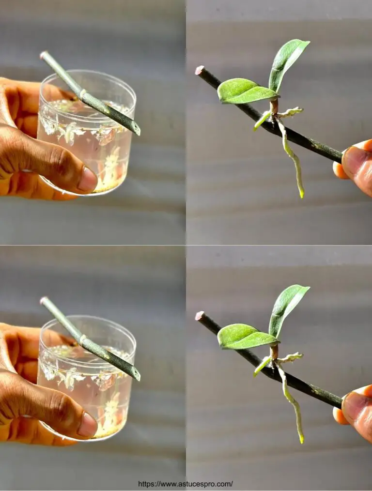 Absolutamente Magia: Una simple rama orquídea floración instantáneamente