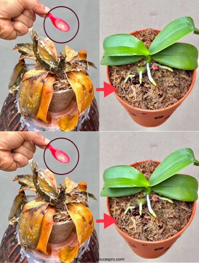 ¡Por supuesto! Aquí hay una versión pegadiza en francés:
Este líquido milagroso que revive orquídeas marchitadas