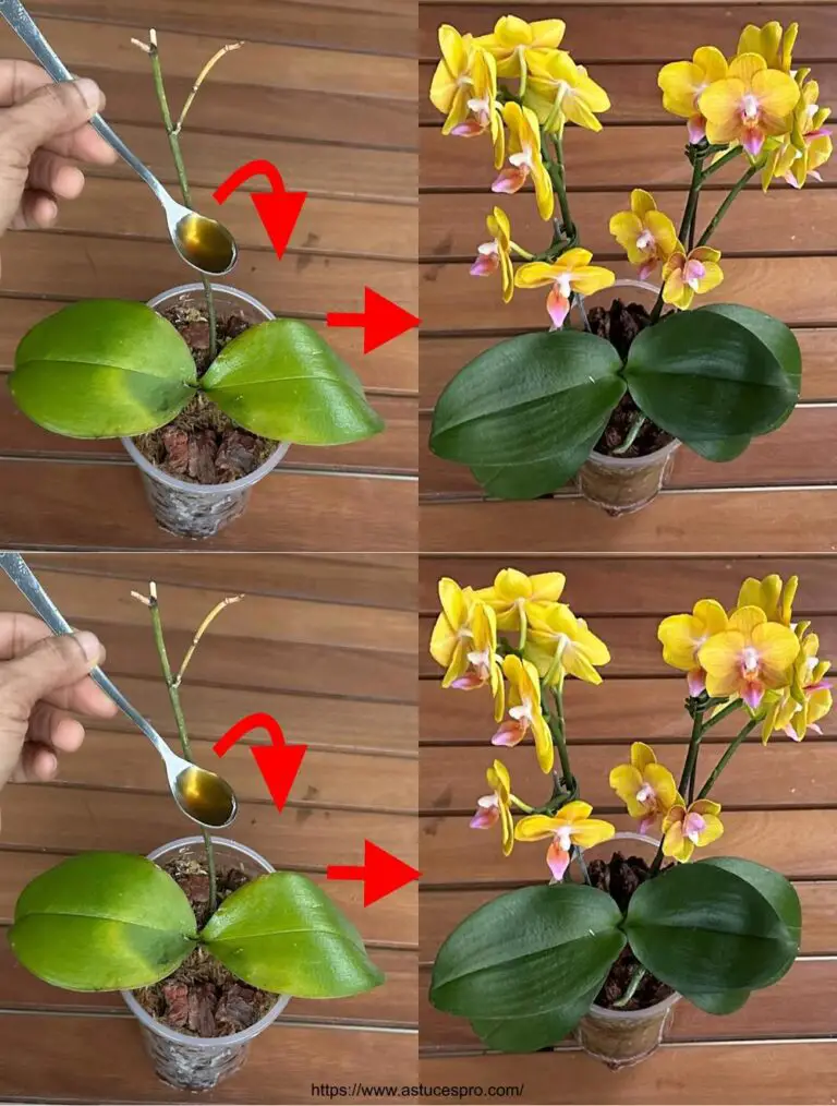 Descubra la magia de la orquídea en plena floración