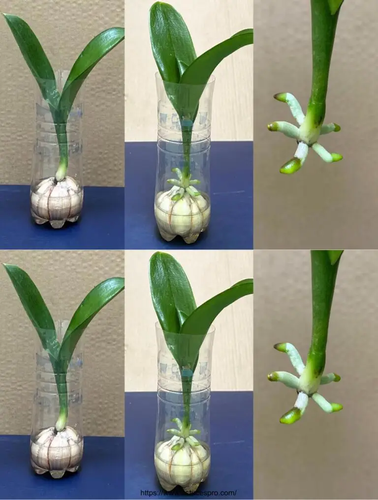 He multiplicado orquídeas en una botella de plástico de una manera muy sorprendente y exitosa