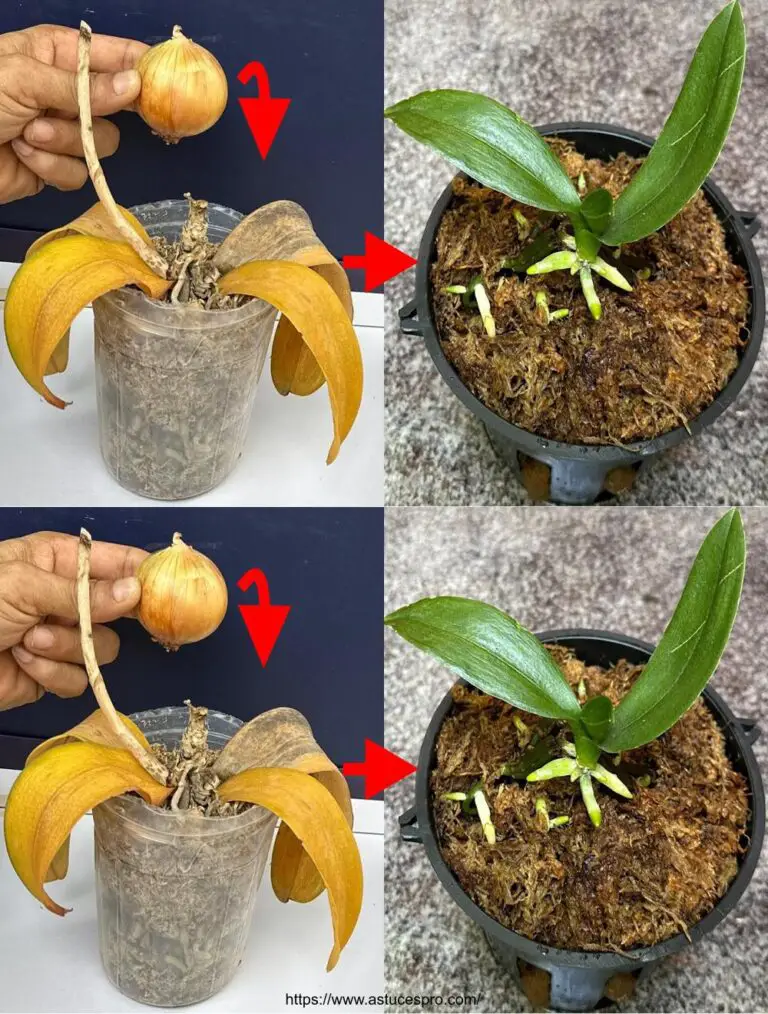 Con cebollas para todos, las orquídeas abanadas regresan a la vida fácilmente