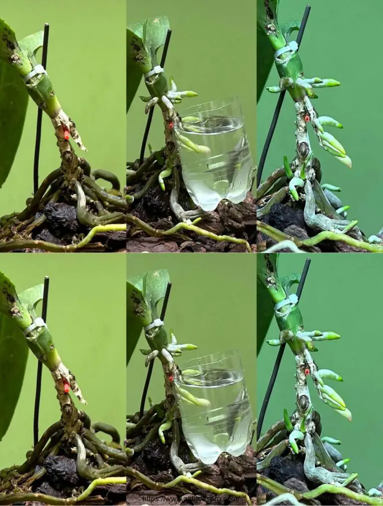 Crecimiento de orquídea con este método infalible