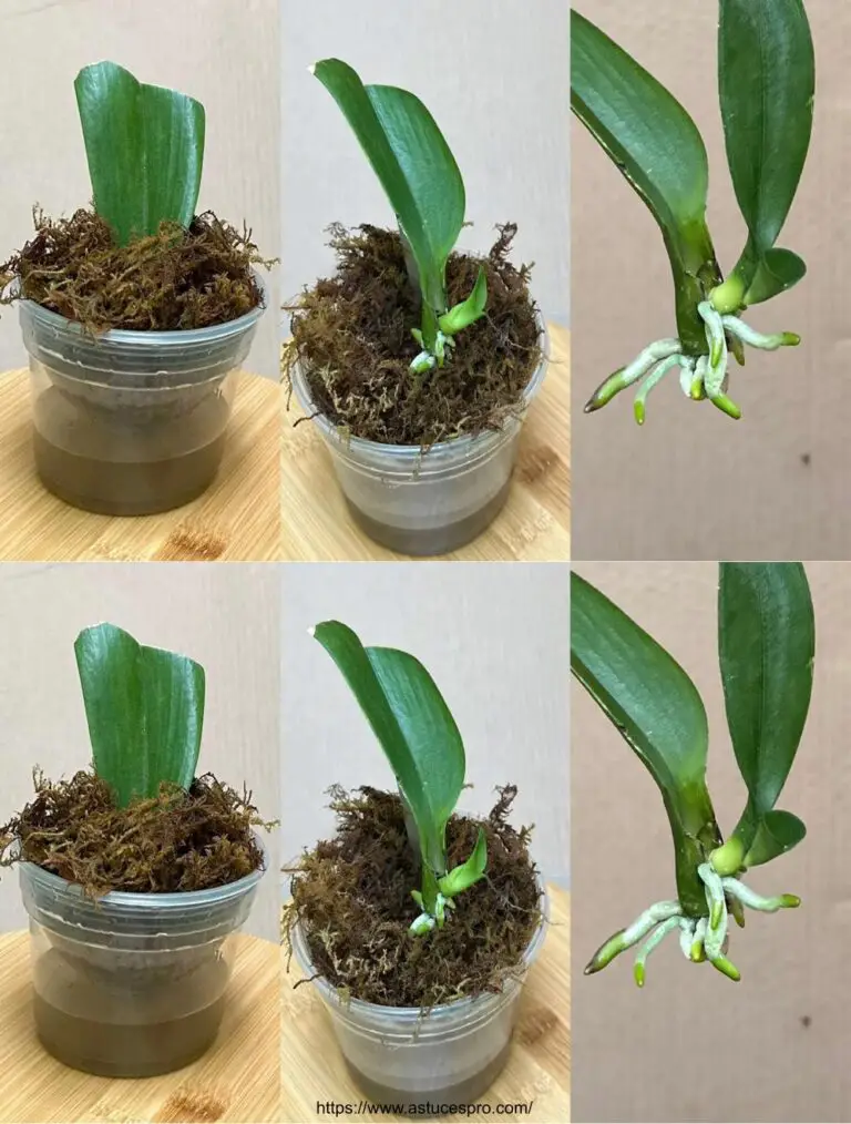 Planta una hoja, misterio: las raíces y las orquídeas jóvenes crecen