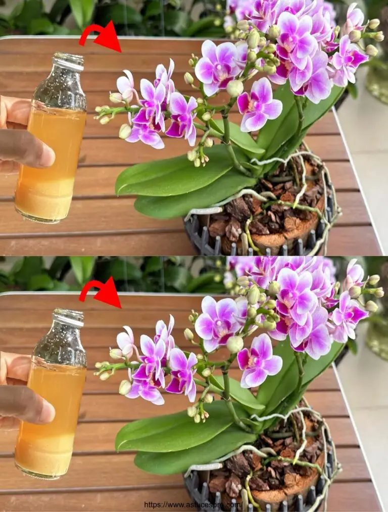 Haz la floración mágica alrededor de ti cuidando tu orquídea