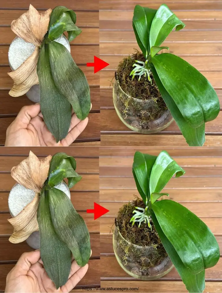 Sorpréndete por Resucitar a las Orquídeas con este Secreto!