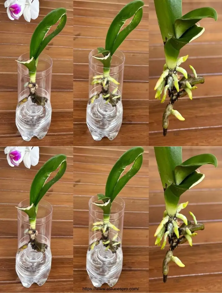 Secretos para revivir rápidamente una orquídea con nuevas raíces y hojas simplificadas.