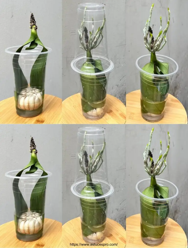 Cultura de hojas de orquídeas en agua con ajo y es increíble cuántas raíces crecieron rápidamente!