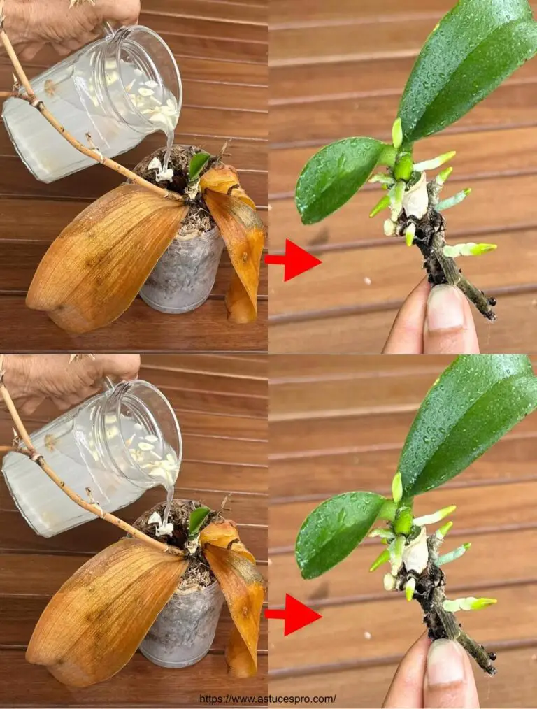 El secreto para revivir rápidamente todas tus orquídeas enfermas