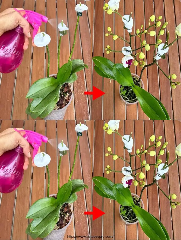 Regaré este agua milagrosa que inmediatamente hizo florecer muchas ramas de orquídeas