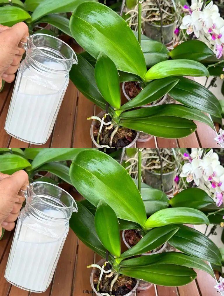 Por supuesto, aquí es una versión atractiva de este título en francés: Un maravilloso fertilizante para hojas y flores que crecen todo el año