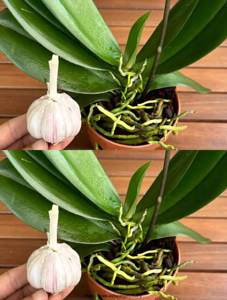 Planta un coágulo de ajo, y un árbol mágico crecerá todo el año