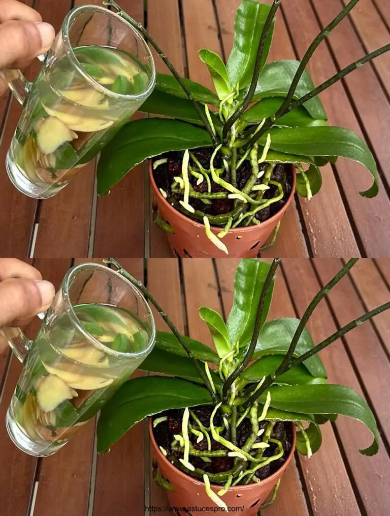 Agua Milagro que hace brotes y orquídeas todo el año