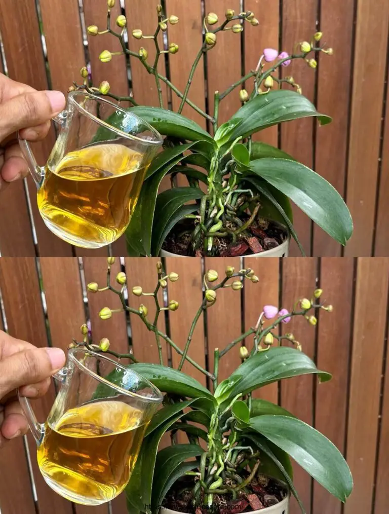 Cada mes Un vidrio, y raíces y flores luchan por la abundancia todo el año