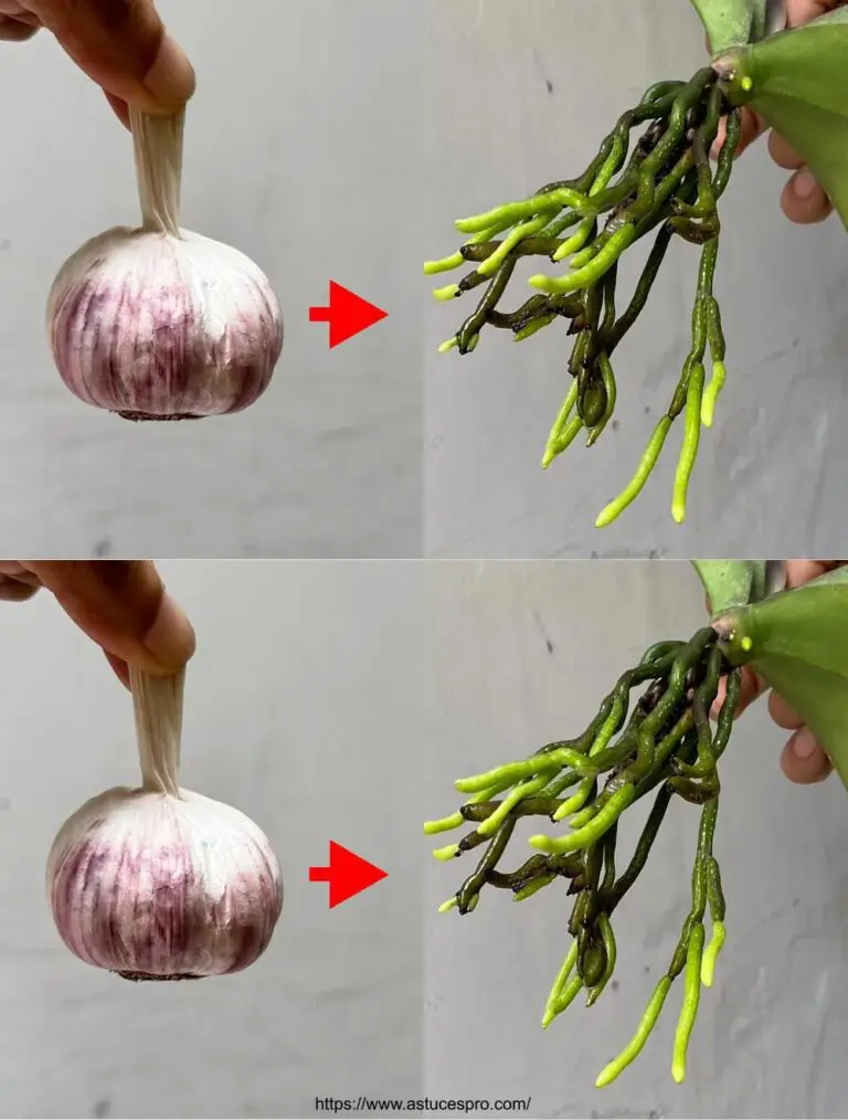 Una mano simple para hacer la flor de las orquídeas con un gush