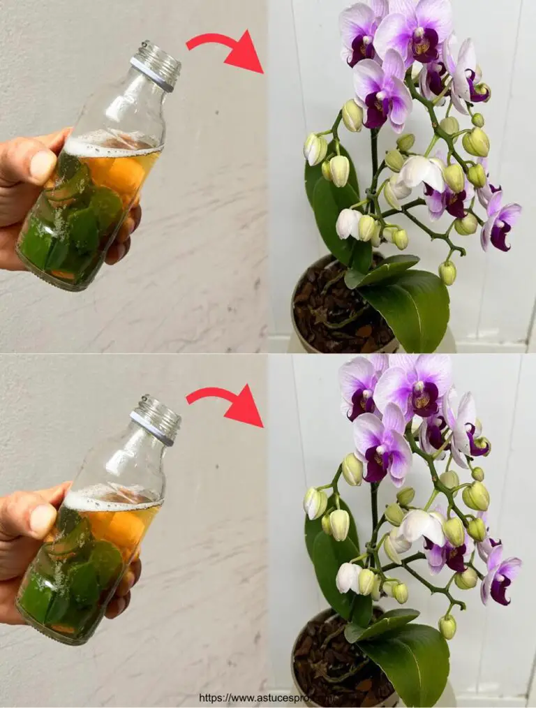 Un simple vaso de agua que hace florecer la orquídea en todas las estaciones!