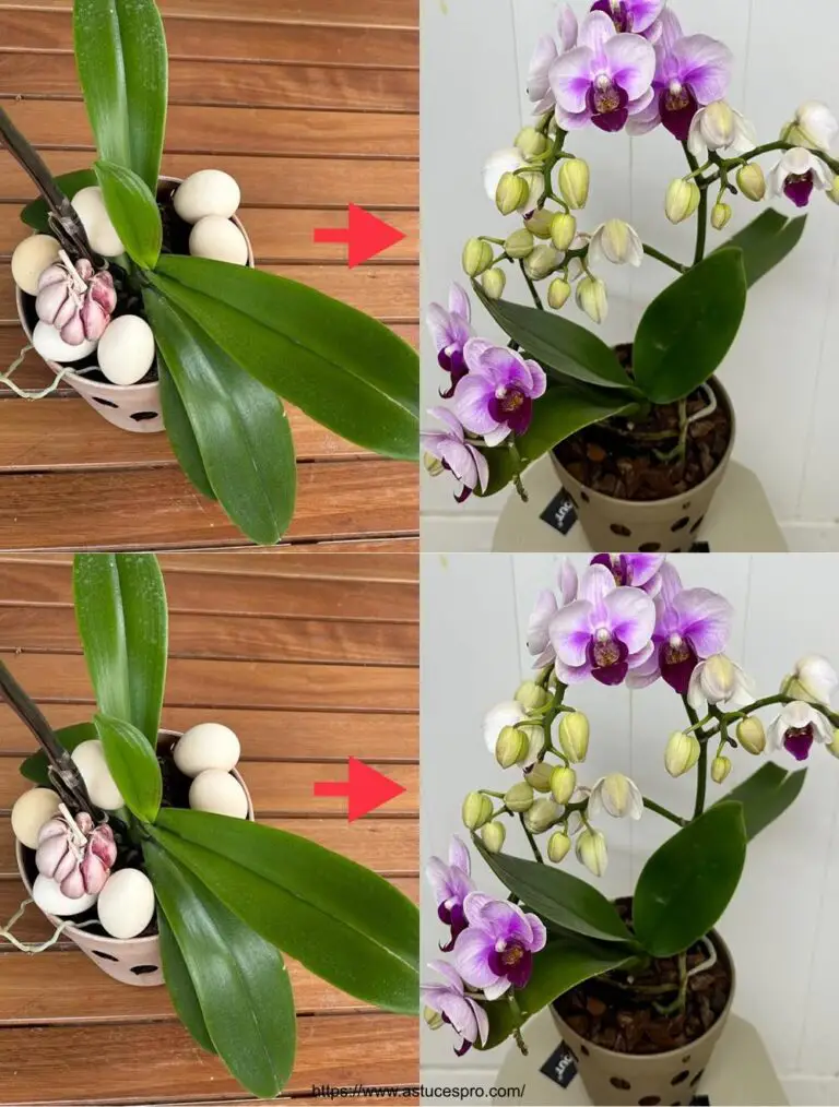 Fácil y eficaz: ¡Haz florecer las orquídeas sin Flor!