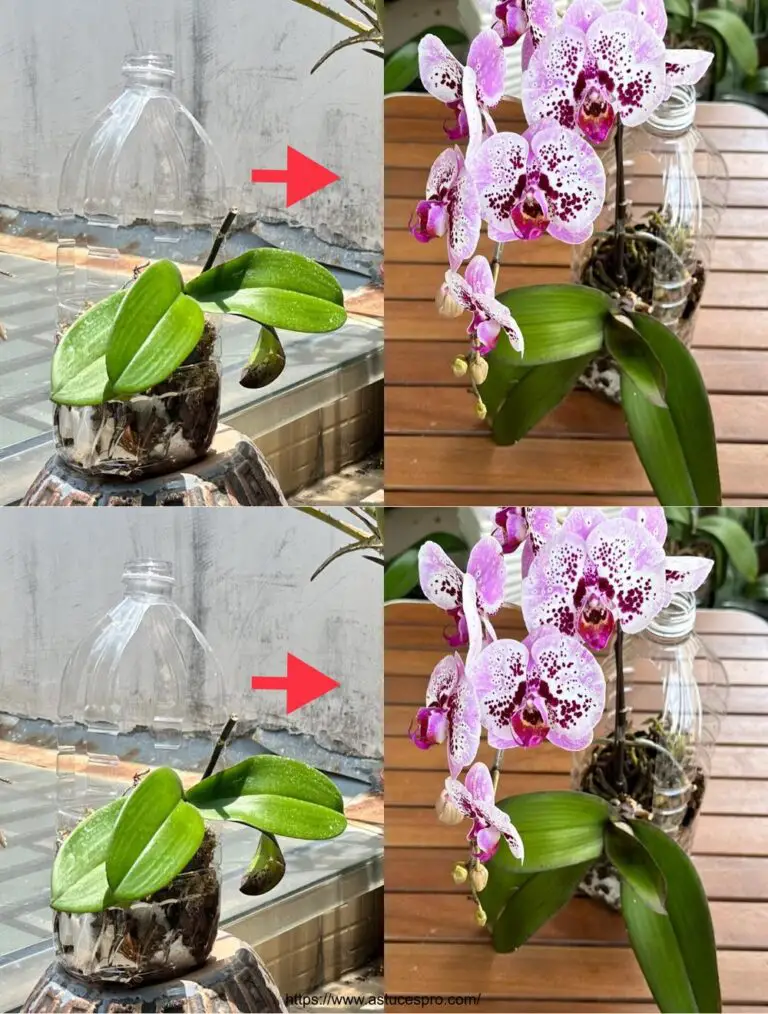 Hago algo increíble para esta orquídea que florece abundantemente cada temporada