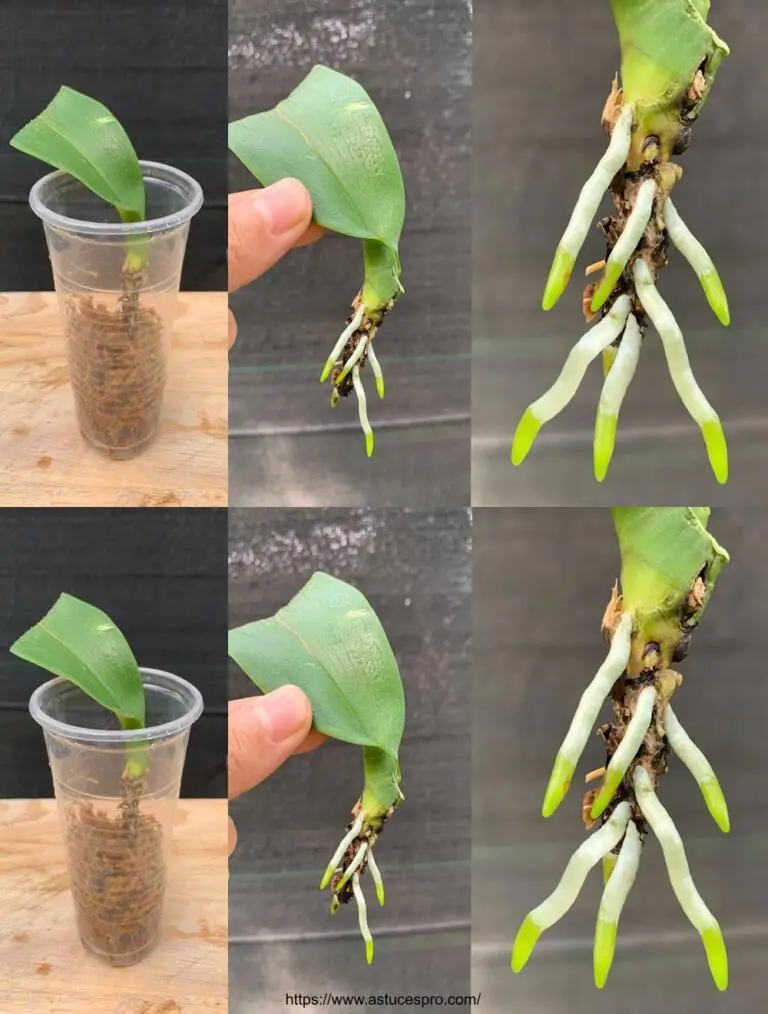 Planificar una hoja de orquídea de esta manera crecerá raíces y florecerá para siempre