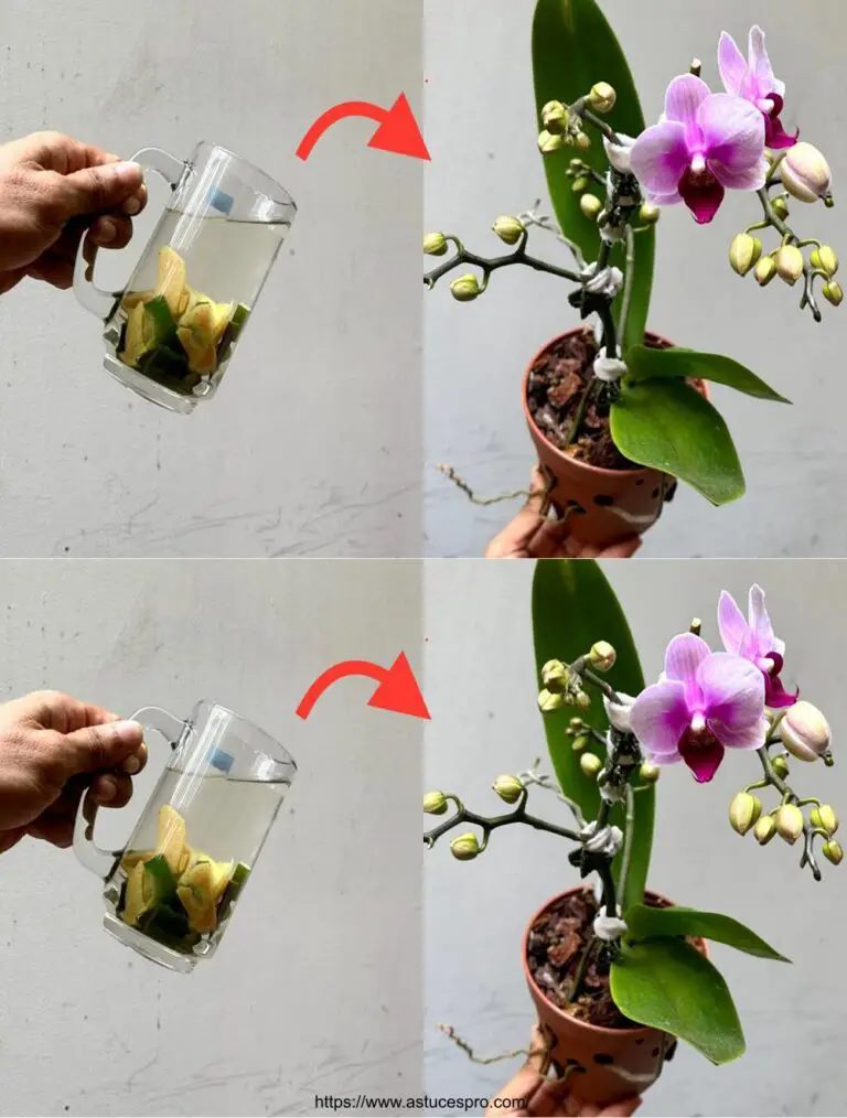 Sólo un vaso floreció mi Orquídea con raíces abundantes y florecimientos interminables