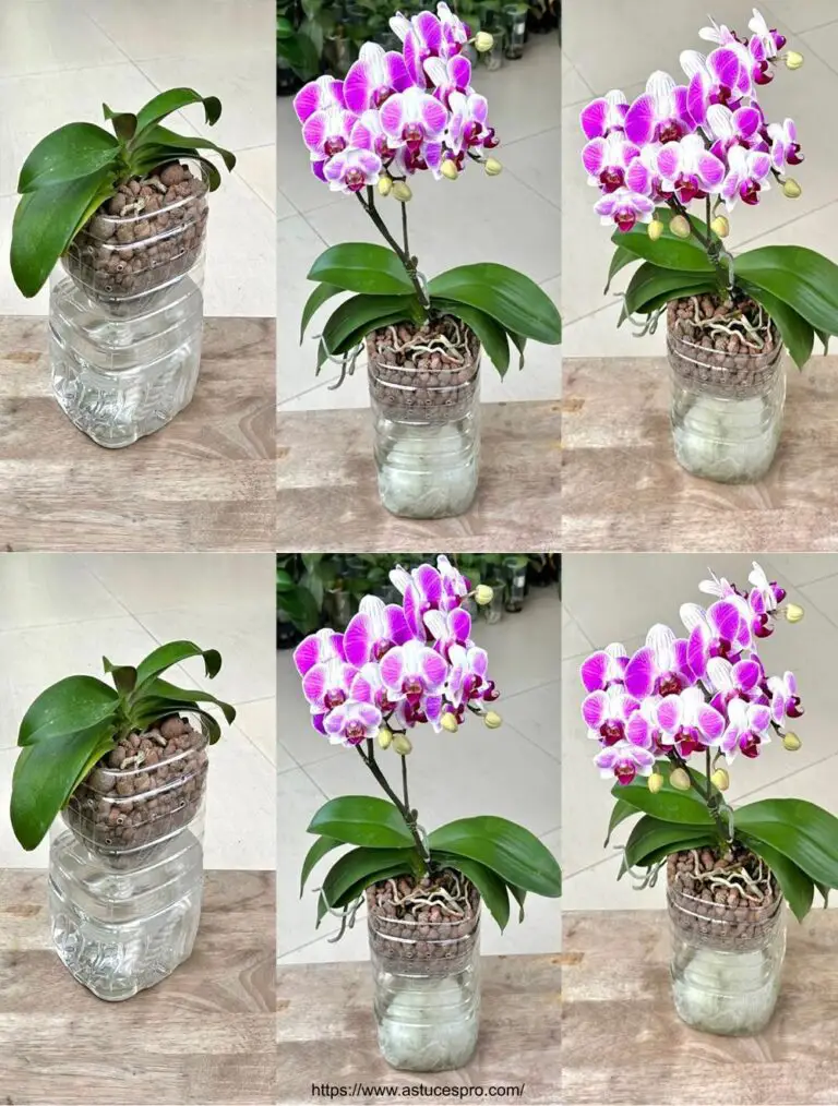 Optimize the growth of your orchids for a vibrant and sustainable floring in your garden