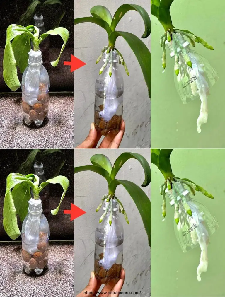 Asegúrese de esto para una recuperación exitosa de orquídeas sin raíces fláccidas o hojas