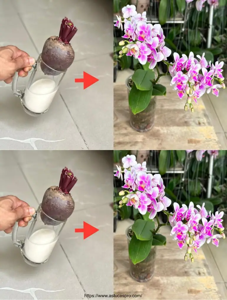 La magia de empujar sus orquídeas infinitamente verde y floreciendo