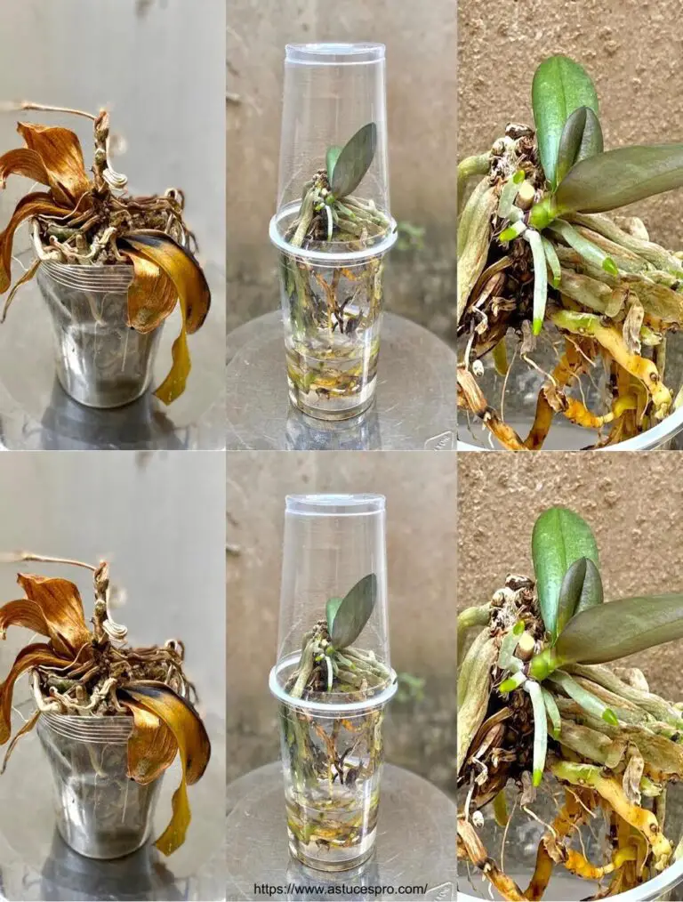 Increíble transformación de una orquídea desvanecida milagrosamente renacida con este enfoque innovador