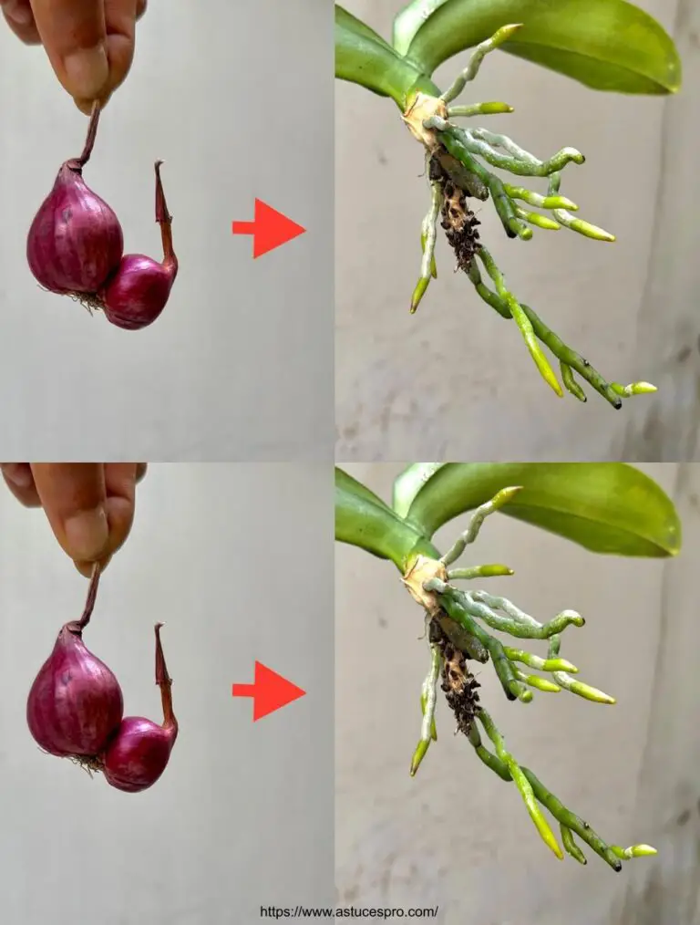 Sólo una mala cebolla hace una floración sana de orquídea