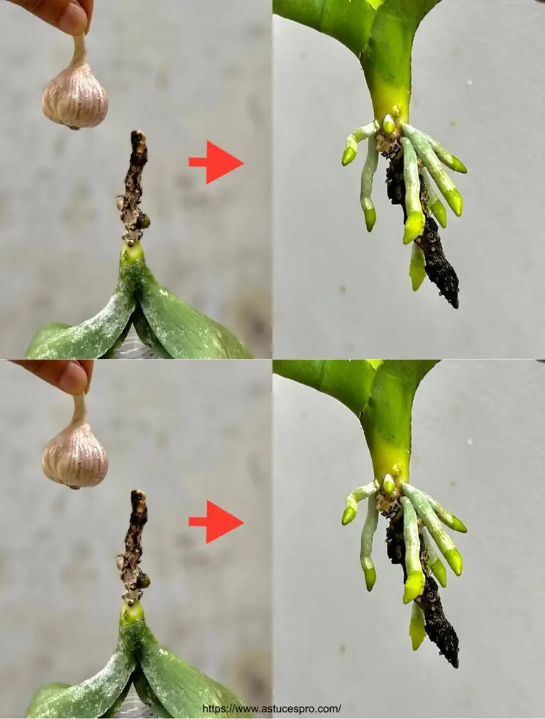 Con 2 dientes de ajo, la planta se extiende constantemente