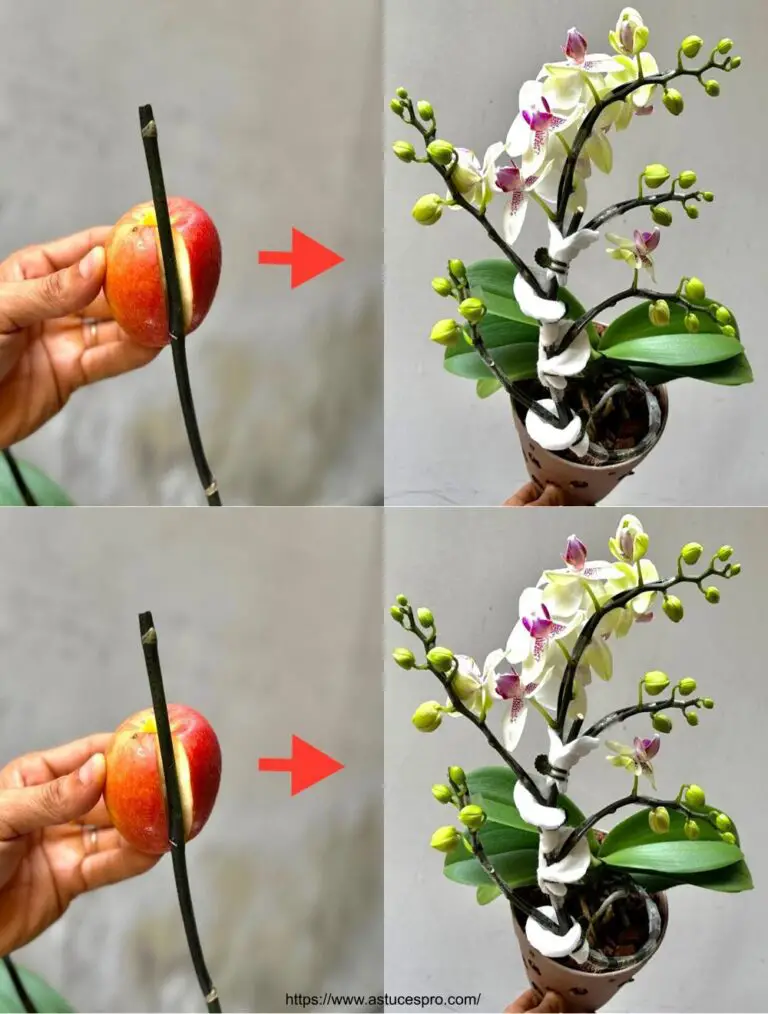 ¡Por supuesto! Aquí hay una versión pegadiza del título en francés: Un árbol de manzana, mil ramas de flores orquídeas milagrosas en la misma rama.