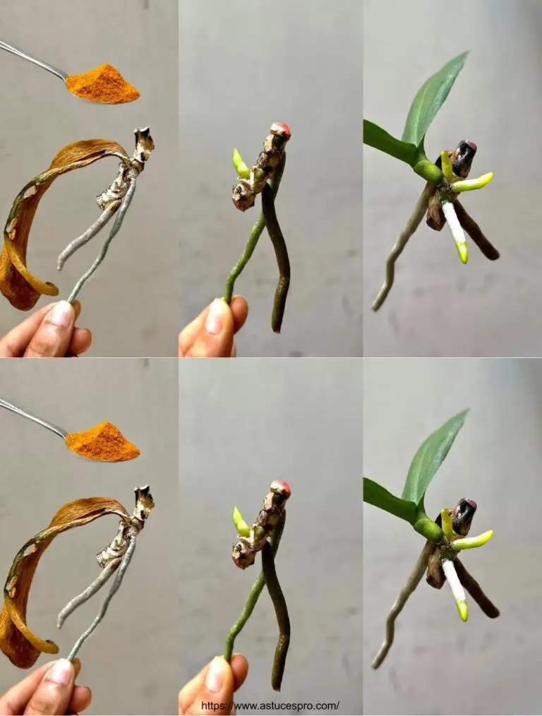 ¡Por supuesto! Aquí hay una versión pegadiza en francés: Una cuchara de magia para hacer florecer tu jardín