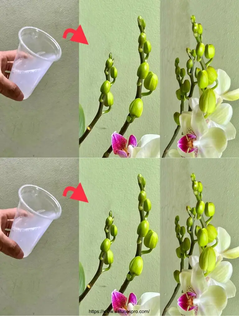 Explore este milagro para orquídeas florecientes toda la temporada fría