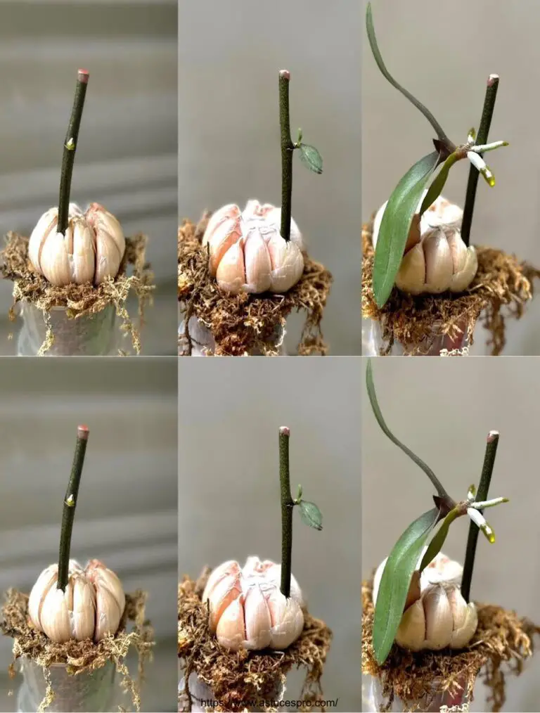 Un tadpole mágico convierte el ajo en una orquídea floreciente gracias a este truco