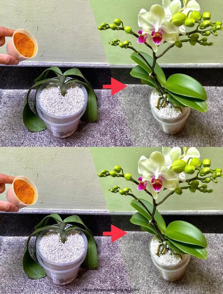 ¡Sorpresa! Esta Tierra hace Empujar Orquídeas Si Fragile, con Flores Incombables