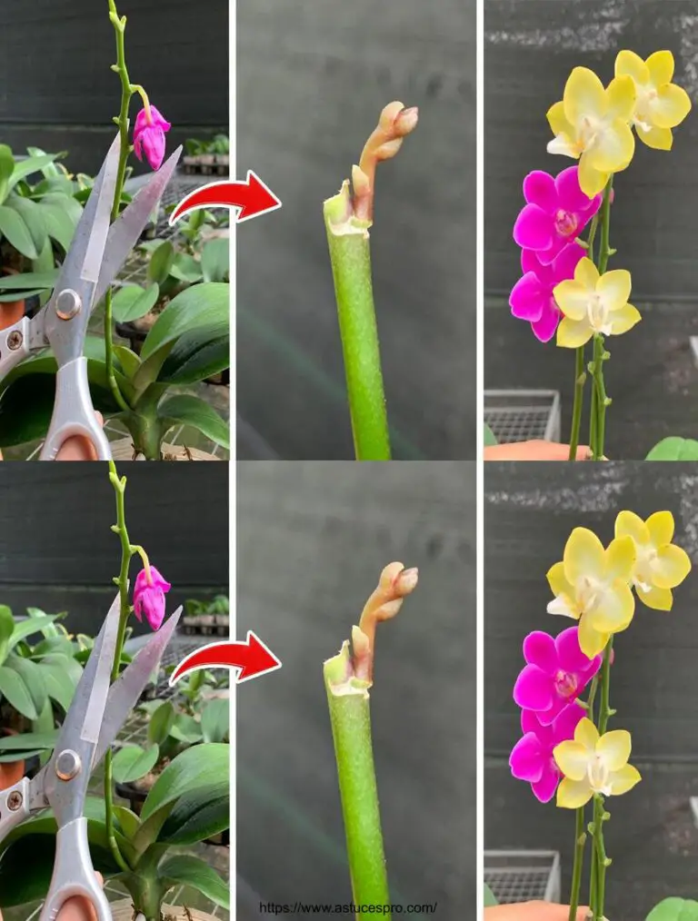 Descubre este secreto: orquídeas en flor todo el año