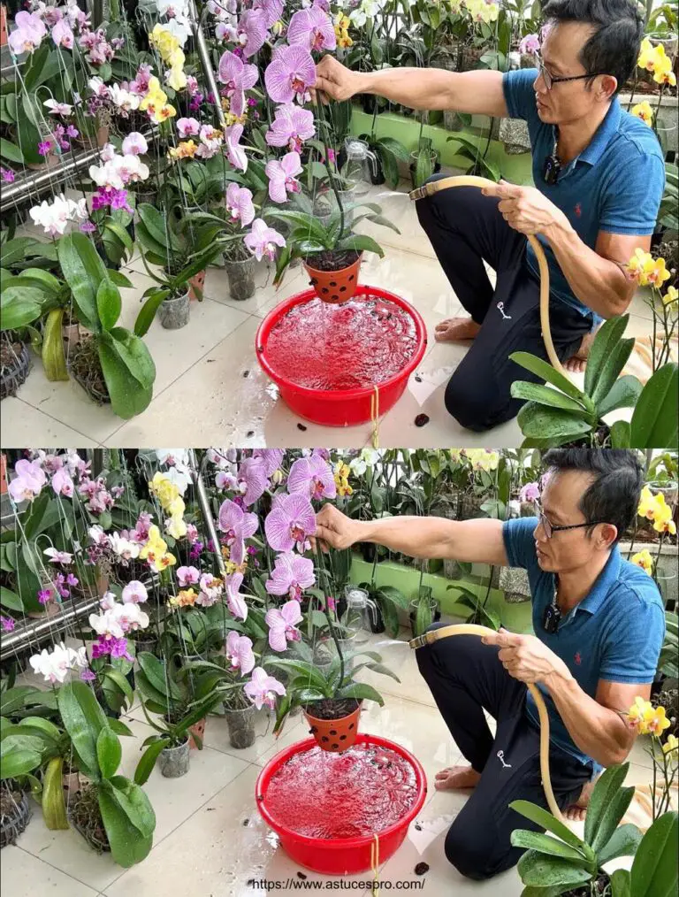 Arrosaje de Orquídea para el Crecimiento Abundante y Florant