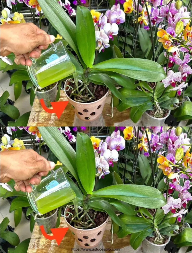 Sólo un vaso y tantas flores de orquídeas florecieron permanentemente