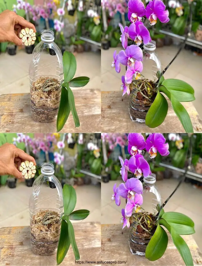 Absolutamente sorpresa: Orquídeas que Blossom Abundantemente Sin pudrirse nunca