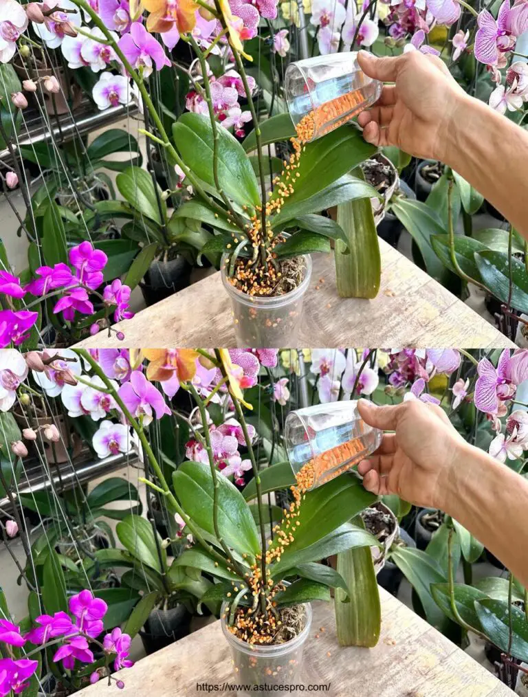 Un pequeño sorbo para hacer florecer la orquídea