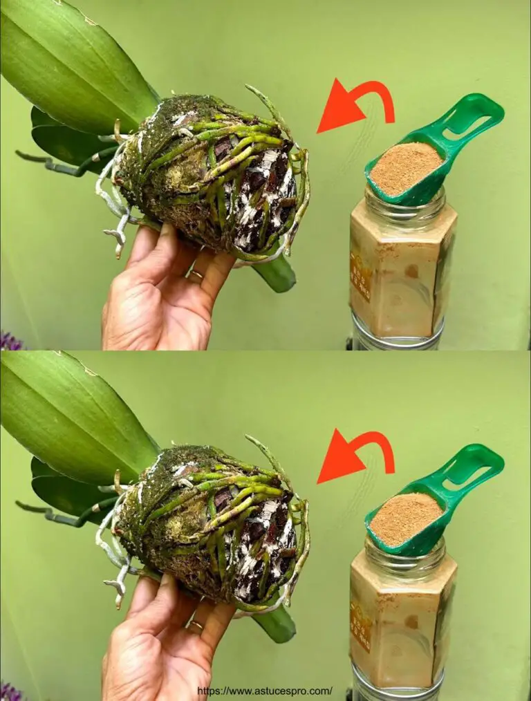 Prepárate para sorprenderse por la increíble transformación de las orquídeas en la cara de los hongos