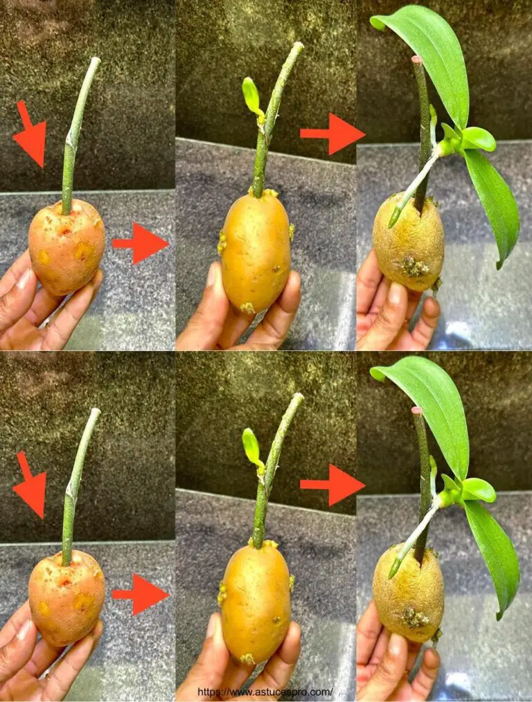 Descubra la magia de la rápida multiplicación de las orquídeas de una rama simple