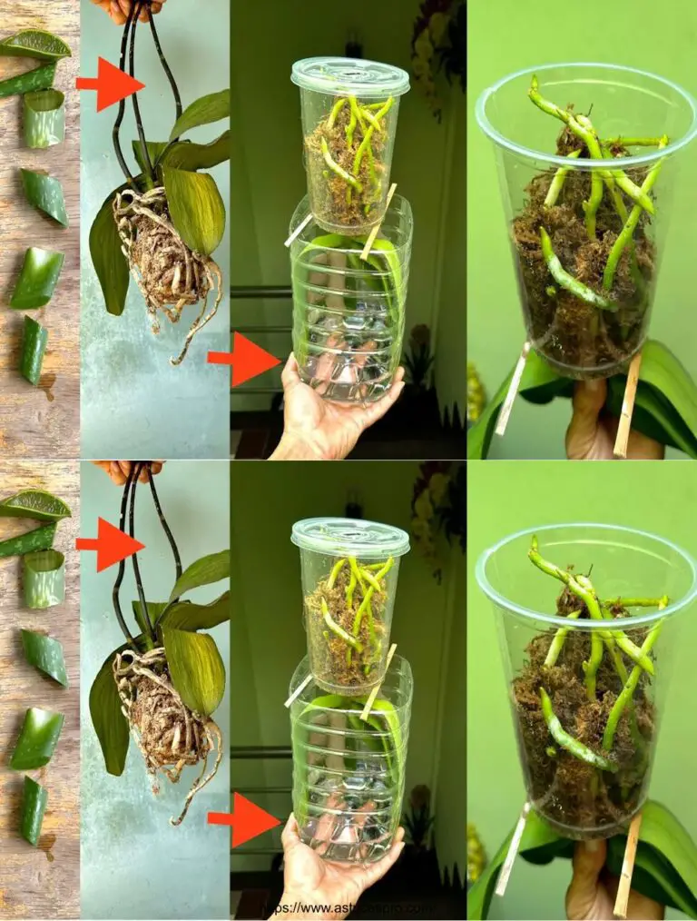 Cultivar hacia atrás para raíces robustas y orquídeas sanas