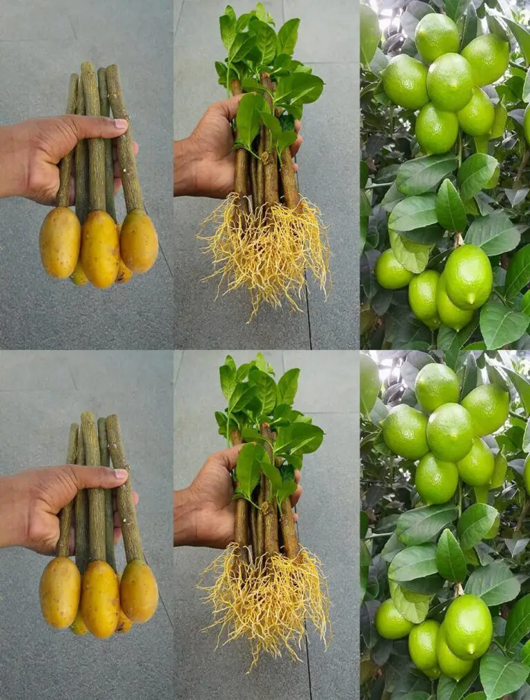 Cómo esparcir un árbol de limón de cortes con patatas!