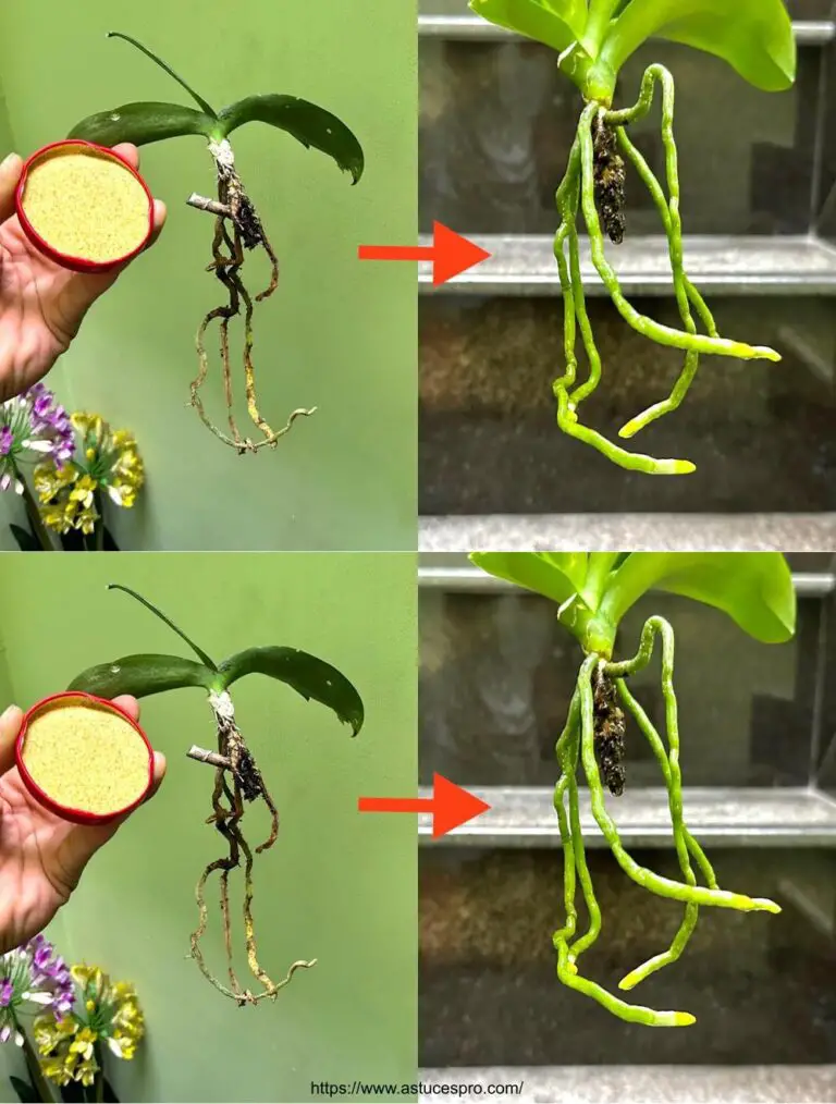 ¡Una sorpresa! Las plantas renacen en plena forma con este sorprendente método