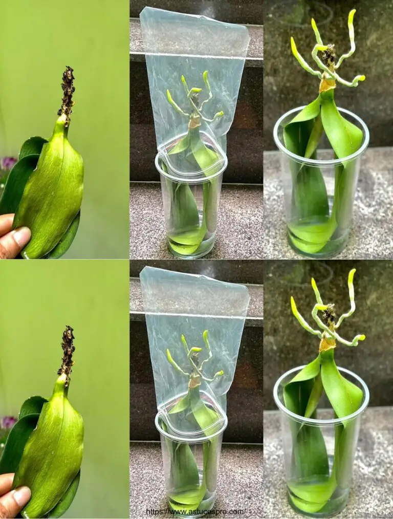 Sorpréndete plantando hojas de orquídea en agua para raíces más fuertes